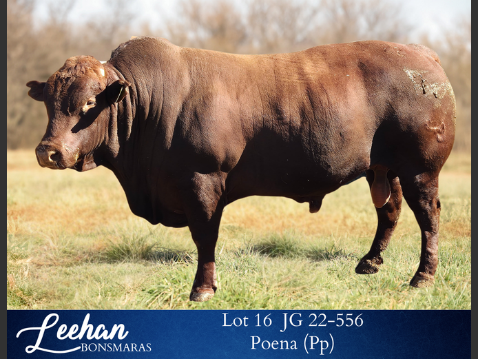 JG220556 | Leehan Bonsmara