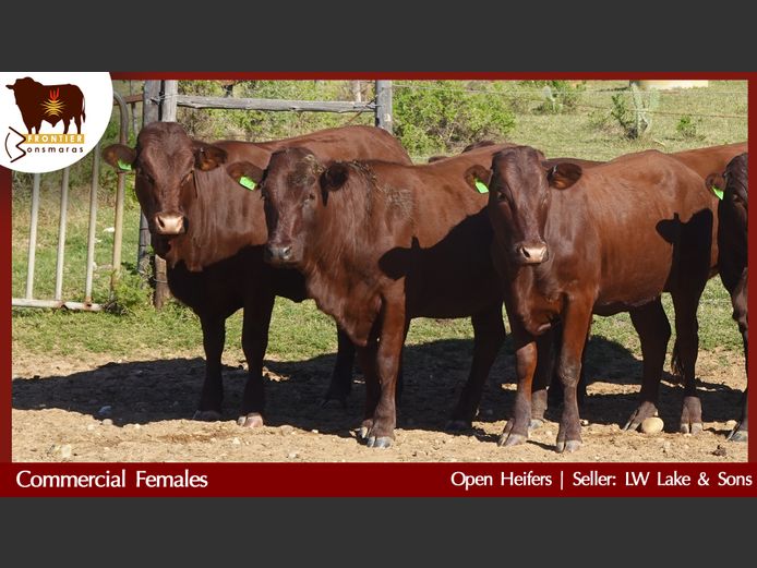 Commercial Animals | L W Lake & Son