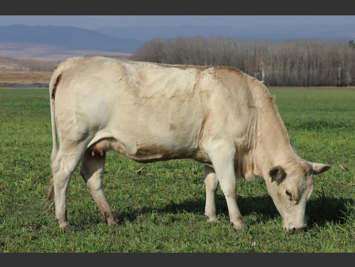 HBH 210022 | CLARK CATTLE COMPANY PTY LTD