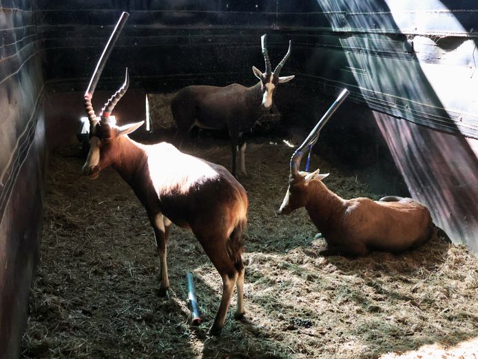GEWONE BLESBOK | EZELSFONTEIN TRUST