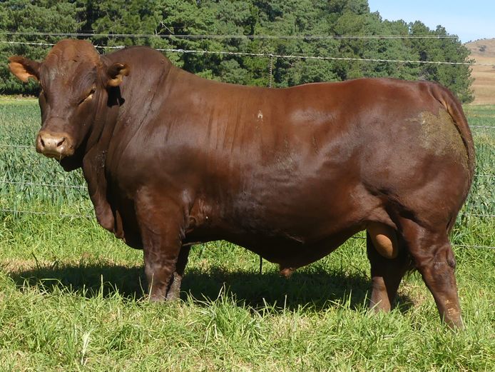 LAR 230254 | UP GEORGE FARMS CC