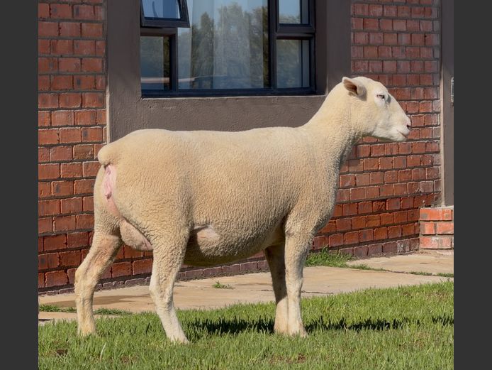 DH220039 | HEYMAN STUD FARM PTY LTD