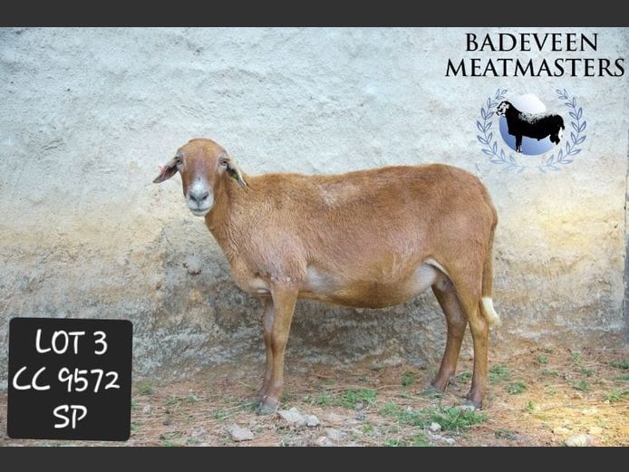 CC 9572 | Badeveen Meatmasters