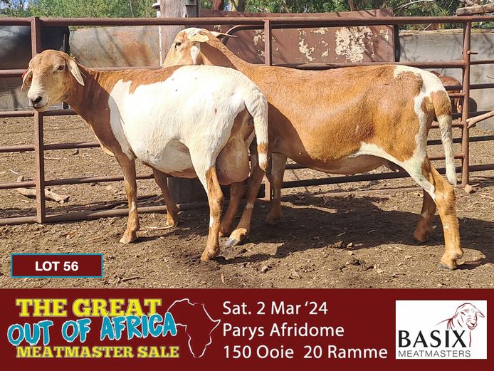 Lot 56B | THE GREAT OUT OF AFRICA MEATMASTER SALE | SwiftVEE | South ...