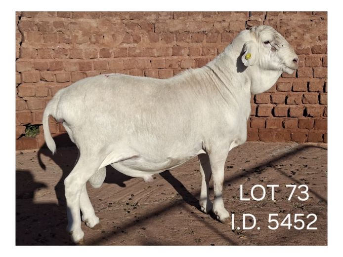 5452 | FRANCOIS VAN RENSBURG