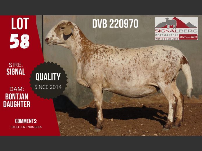 DVB 220970 | SIGNALBERG MEATMASTERS