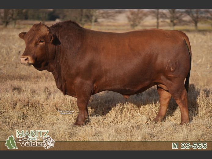 M230555 | Maritz Bovelders