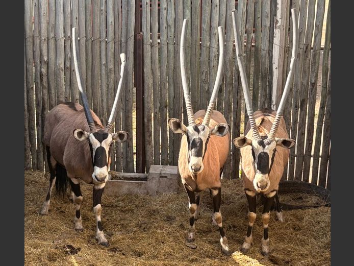 Gemsbok Bulle