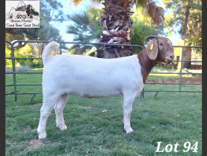 970 25-0172 | Coné Boerbokstoet