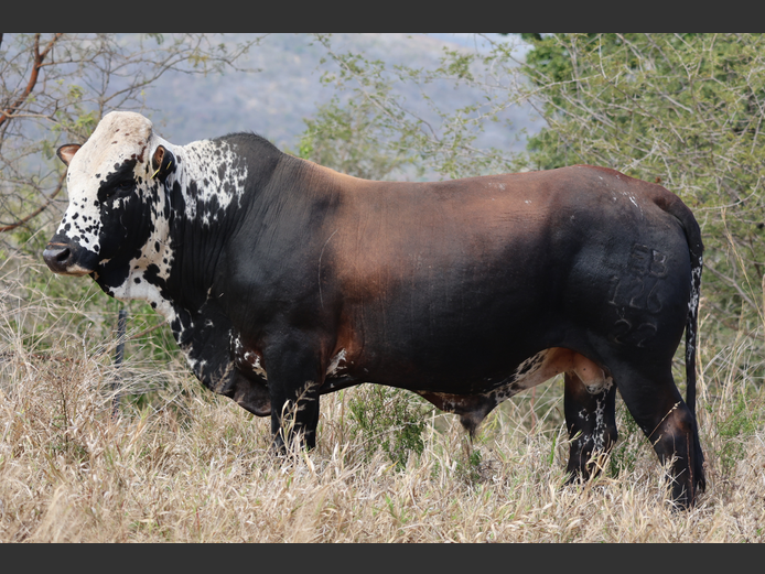 LEB 220126 HH | D.S. REED & SON PTY LTD