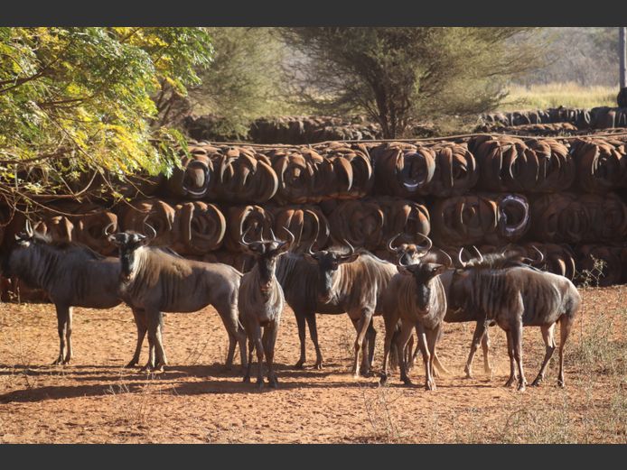 Blouwildebeeste