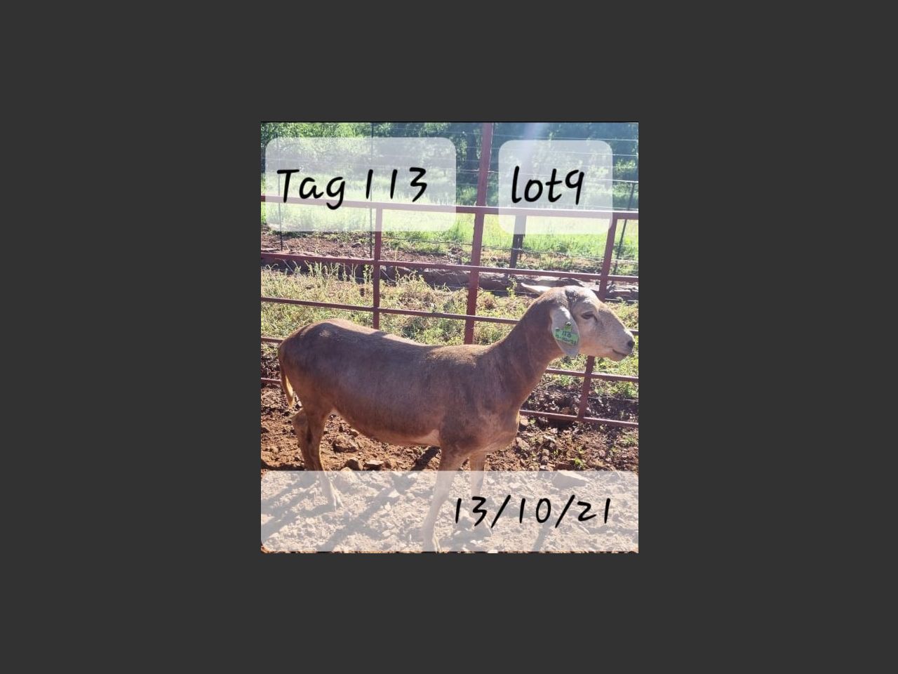 images