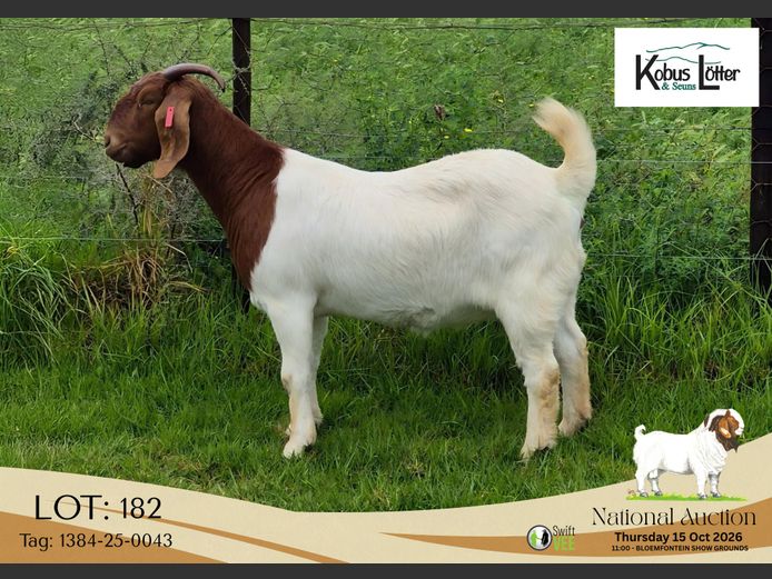 1384-25-0043 | Doornpoort Boerbokke