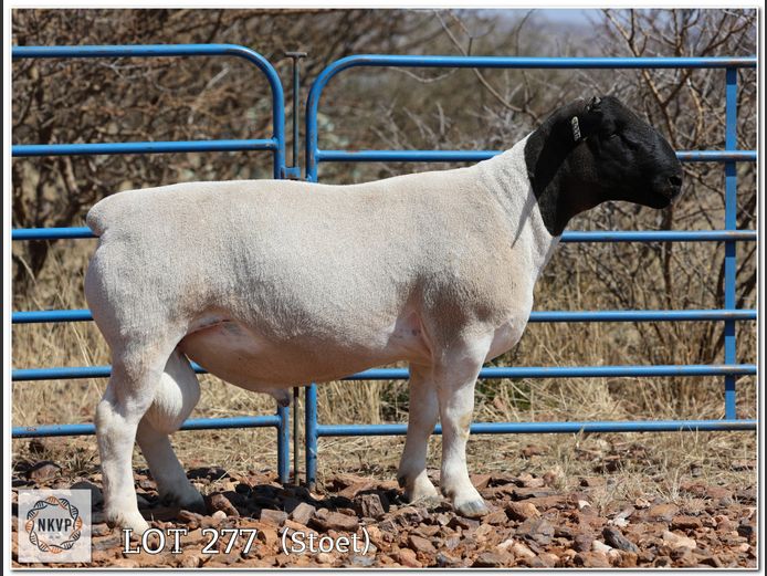 2052 24 0220 | MNR. LOUIS VAN RENSBURG