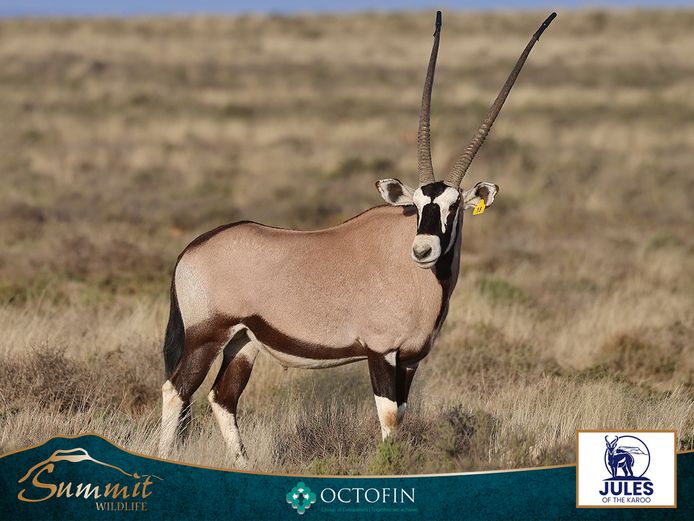 45" ORYX BULL