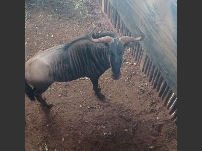 BLOUWILDEBEES | NONYA SAFARI’S