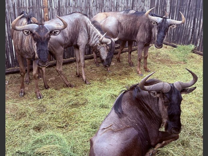 Blou Wildebees Bulle