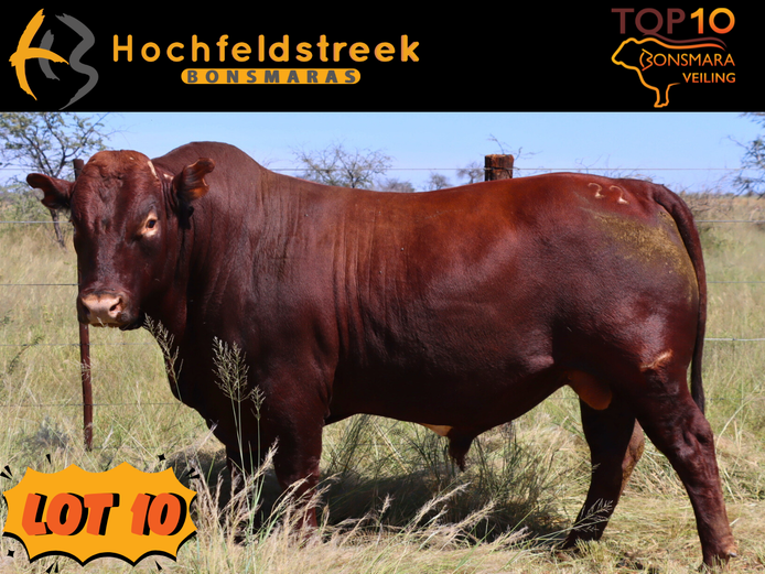 HOCHFELDSTREEK BONSMARAS | HMB 220034
