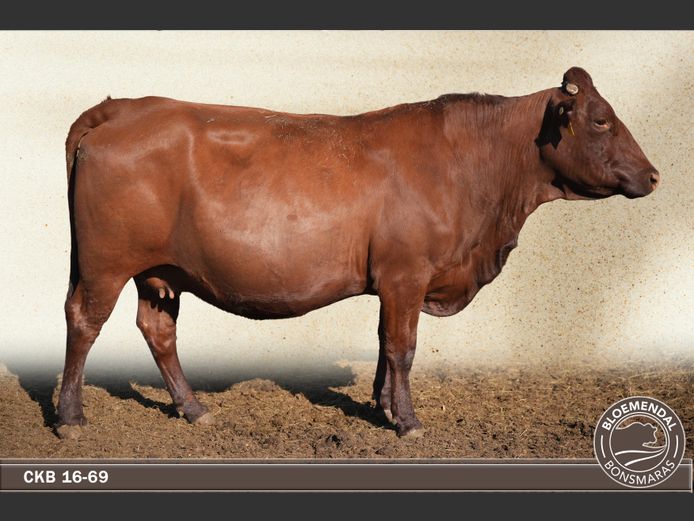 CKB160069 | CHRIS KRUGELL BLOEMENDAL