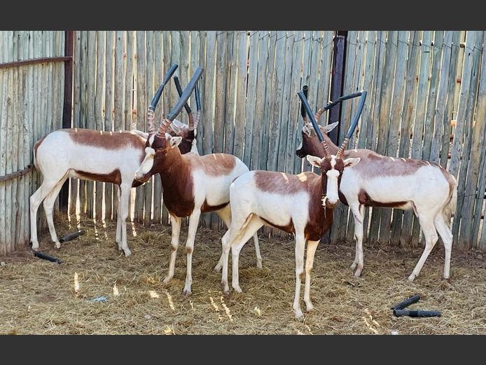 Saddle Back Blesbok Ram