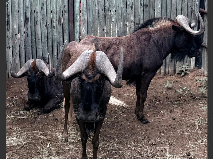 Swart Wildebees Bulle