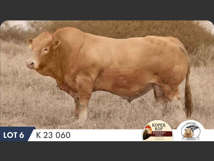 K230060 HH | KOPERKOP HUGENOOT STOET