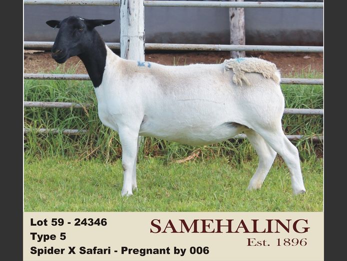 24346-330 | SAMEHALING DORPERS