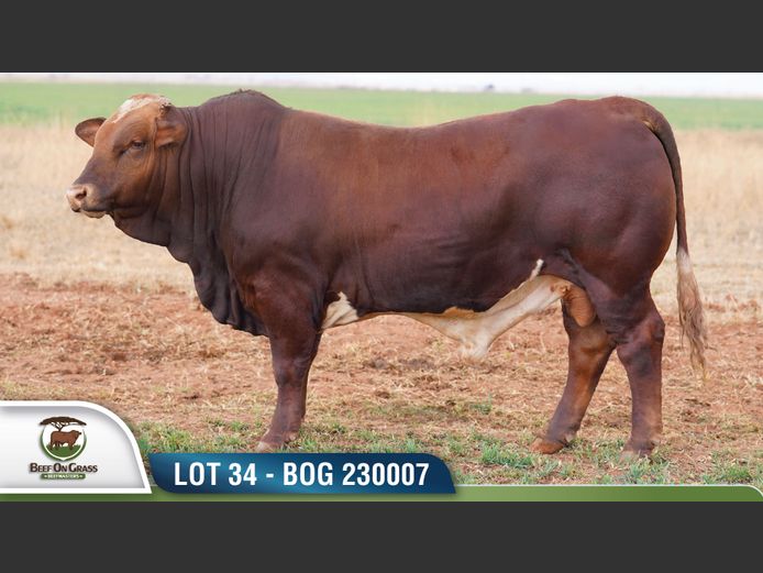 BOG 230007 | BEEF ON GRASS