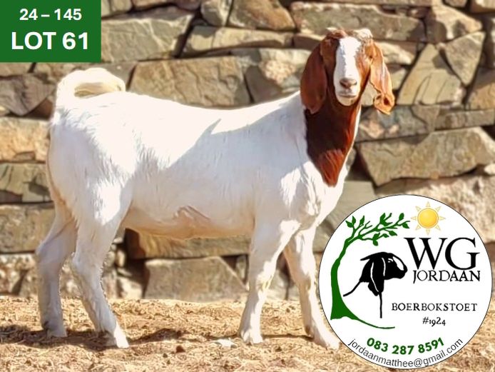 240145 | WG JORDAAN BOERBOKSTOET