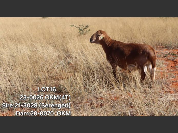 23-0026OKM | ELVIS TJIHO