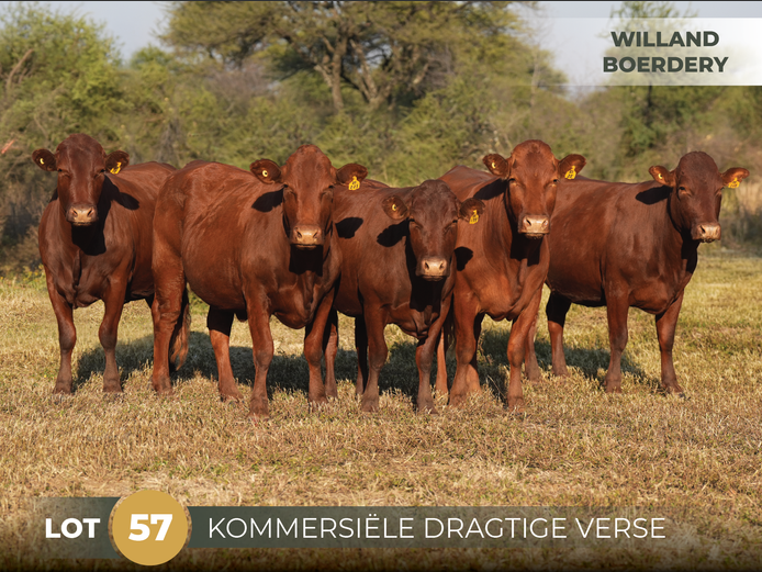 Commercial Animals | WILLAND BOERDERY