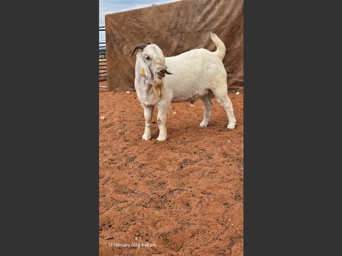 240038 | Mervin v Greunen h/a Vogelwater Savanna Stoet Plaas Vogelwater 