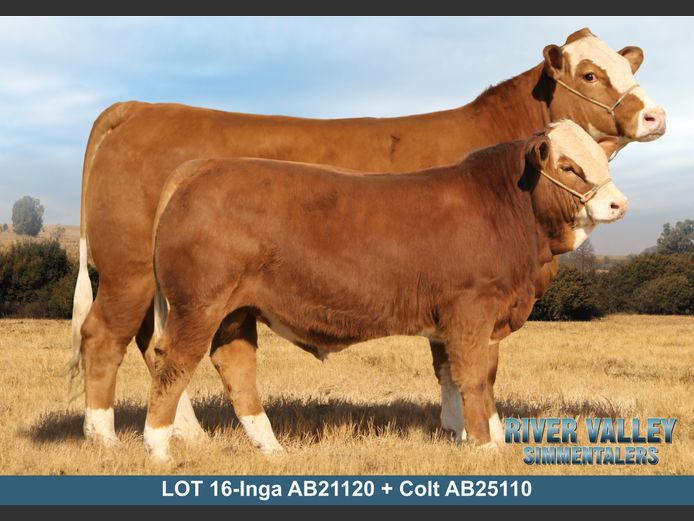 AB21120 | PA ABRAHAMSE