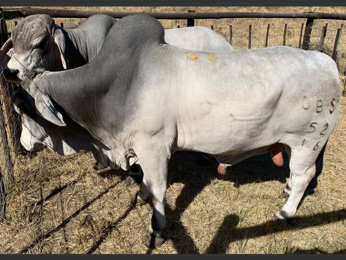 OSTERLOH BRAHMAN OBS1652