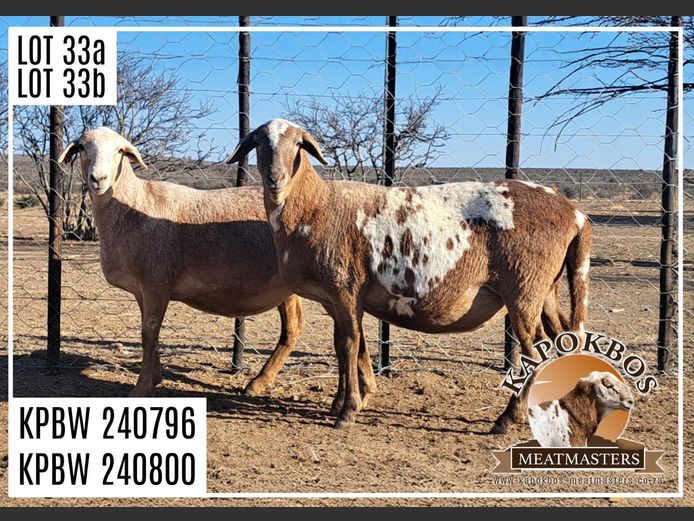 KPBW 24 796 | AANGETEKEN | Wynand Lourens - Kapokbos Meatmasters