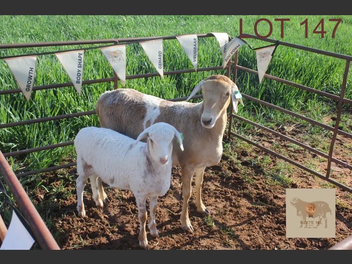 20B | RUDETTE NEL BOSVELDERS