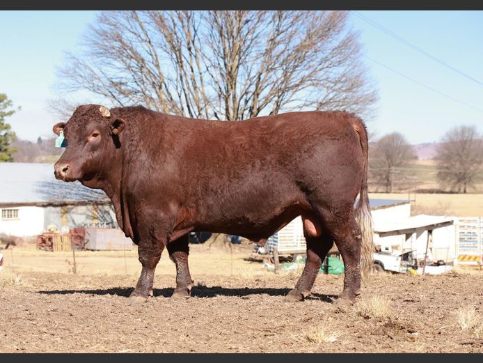 LAM2218 | BULL'S RUN SUSSEX STUD