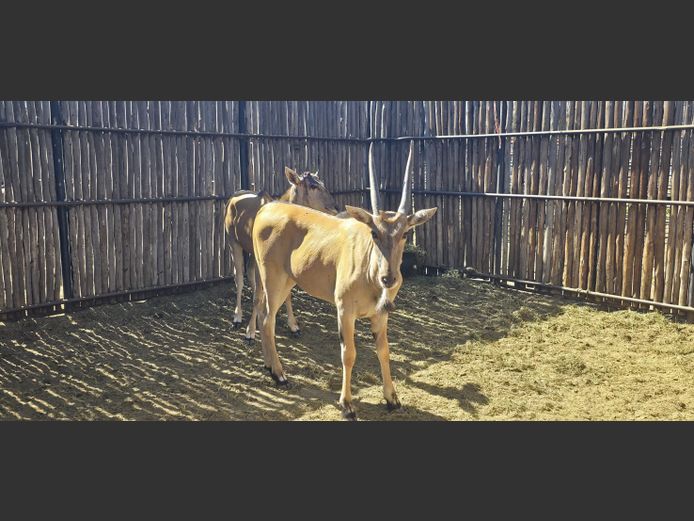 ELAND | HANLEY