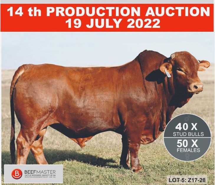 ALZU BEEFMASTERS 14TH PRODUCTION AUCTION | SwiftVEE | South Africa’s ...