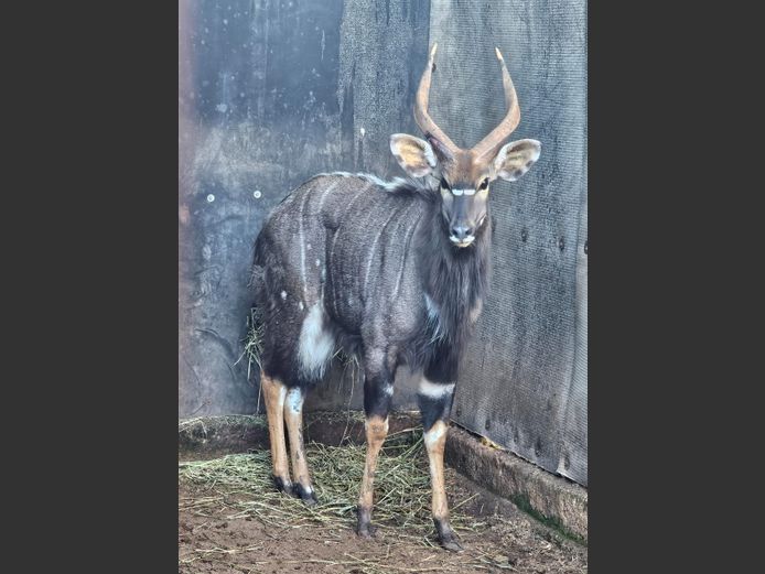 NYALA | KRUIS RIVIER