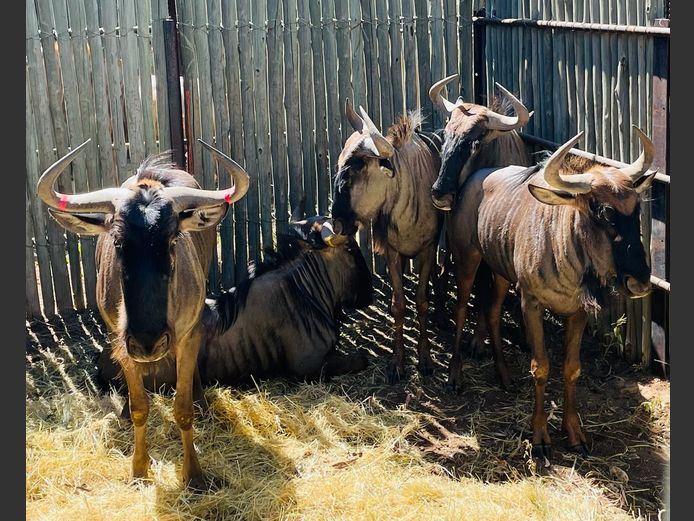 Blouwildebees bulle