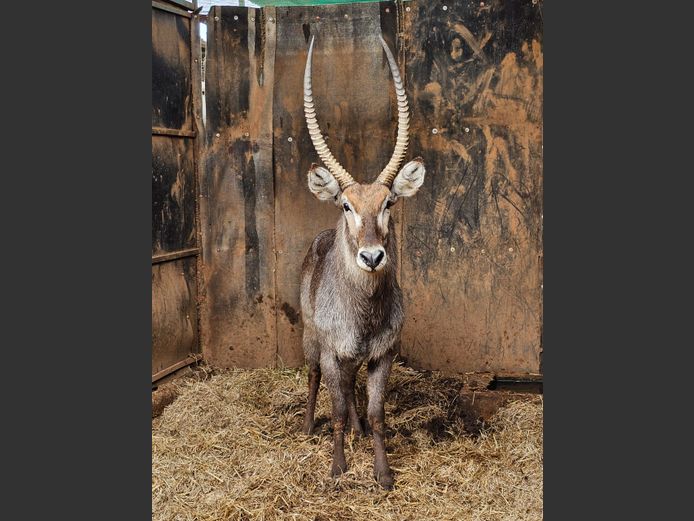 WATERBUCK | BIRKEN VERVOER