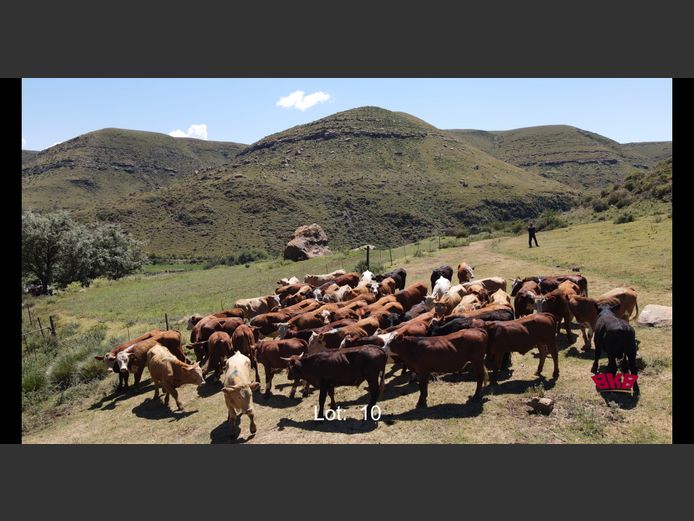 Bul Kalwers 241-280Kg