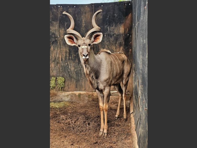 KOEDOE | LEGENDS / ENTABENI