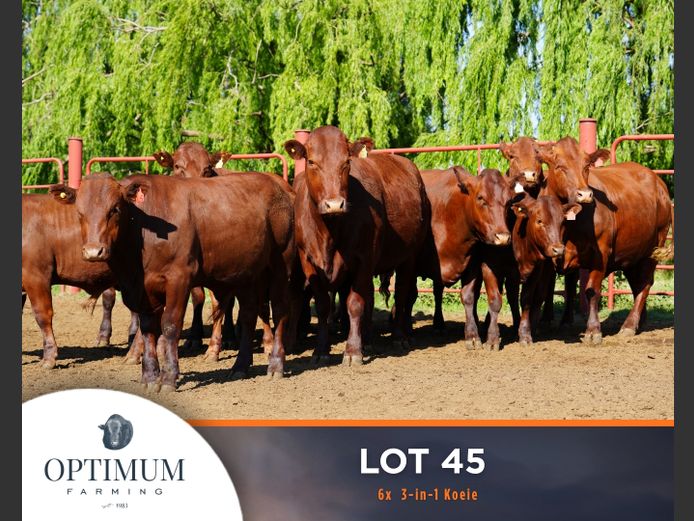 Commercial Animals | OPTIMUM FARMING M WIPPLINGER