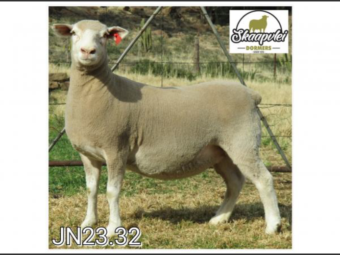 JN 230032 | J.J. NEL & SEUN