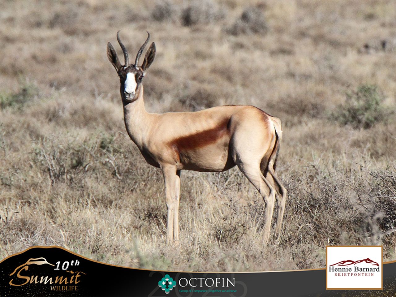 Lot 223 | SUMMIT WILDLIFE TIMED 10TH GAME AUCTION | SwiftVEE | South ...