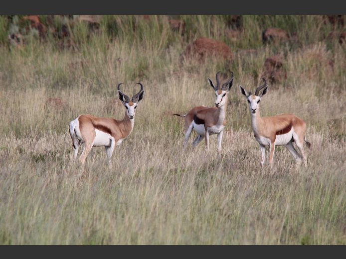 Damara Springbok | Smith Broers
