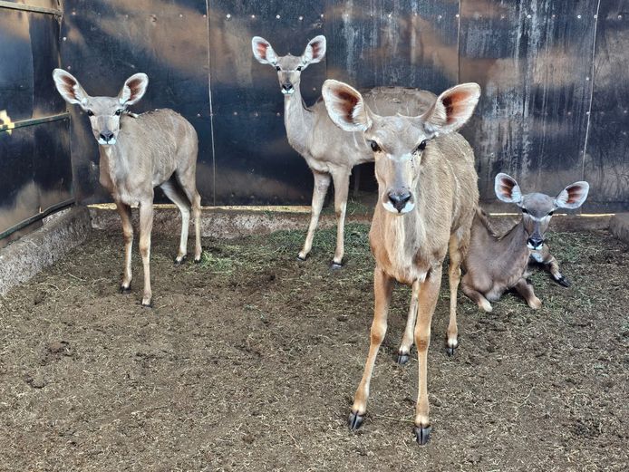 KUDU | SCHALK VAN ZYL