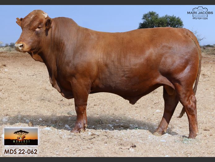 MDS 220062 | MOALOSI BONSMARA